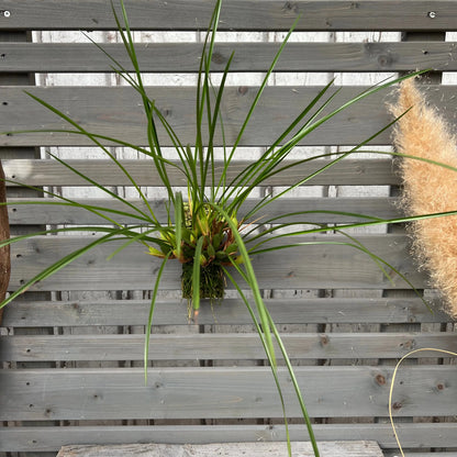 Cocoon Orchid - Maxillaria tenuifolia BLATTPOST