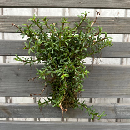 Cocoon Orchid - Mediocalar decoratum BLATTPOST