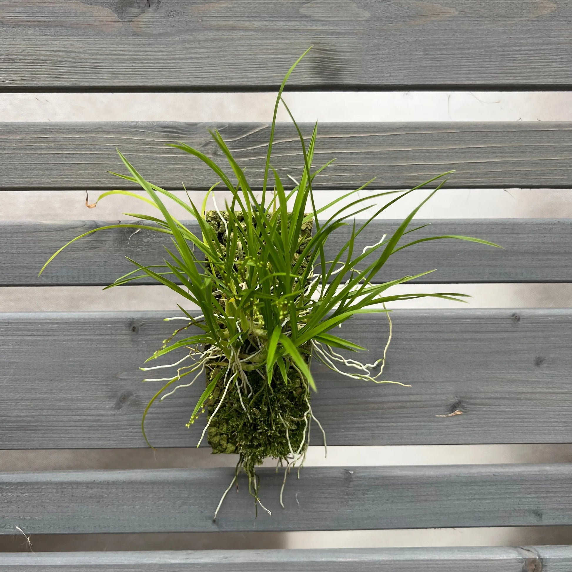 Cocoon Orchid - Ornithophora radicans BLATTPOST