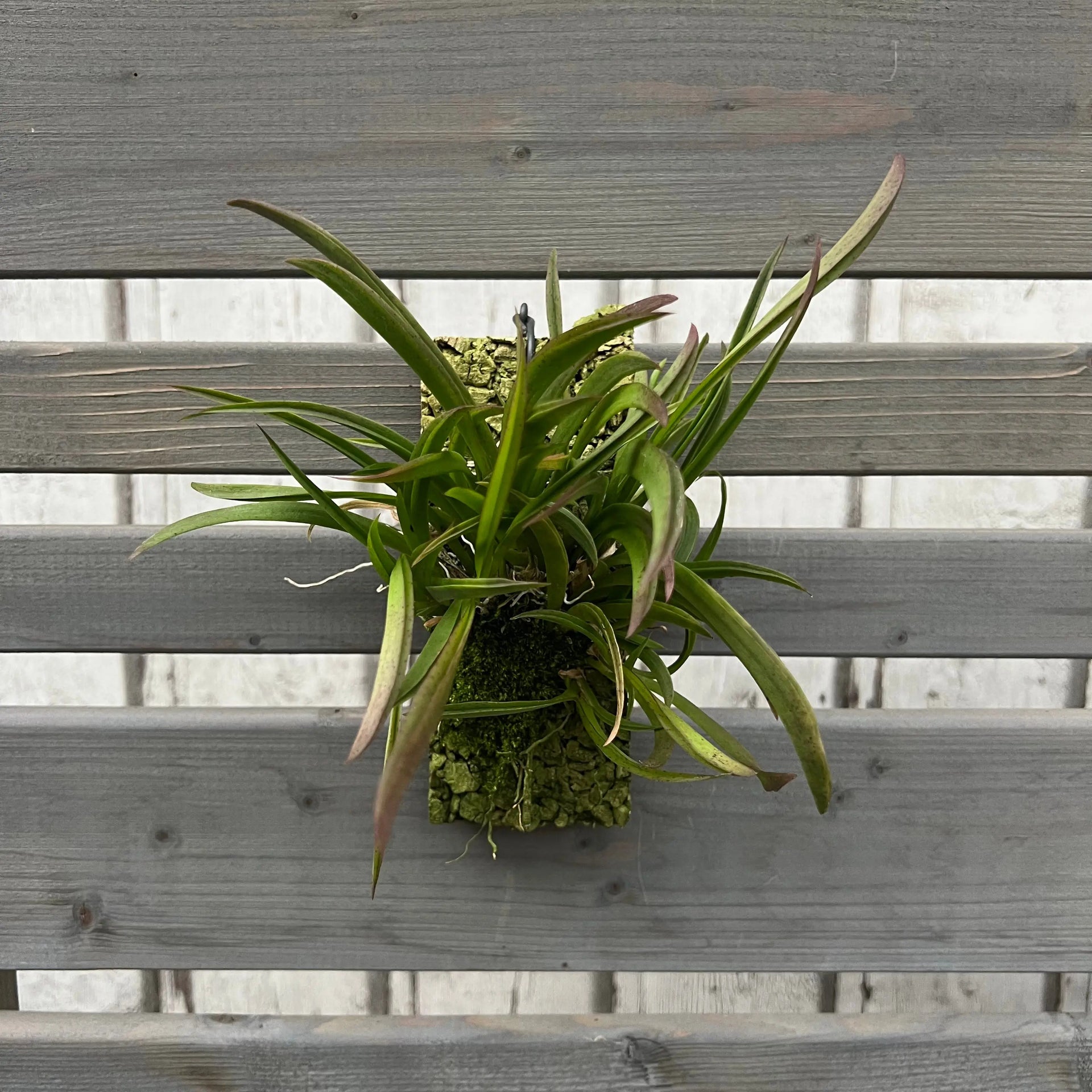 Cocoon Orchid: Tolumnia variegata