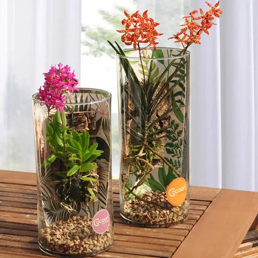 Cocoon Orchid der Saison – pflegeleichte Orchidee im dekorativen Glas als Wohnraumdeko