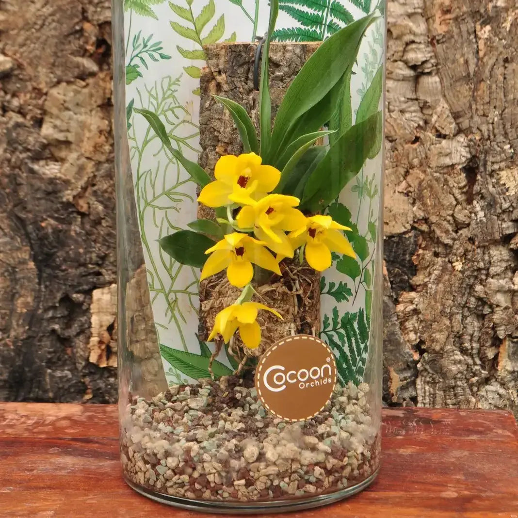 Detailaufnahme blühender Orchidee der Saison im stilvollen Glasbehälter