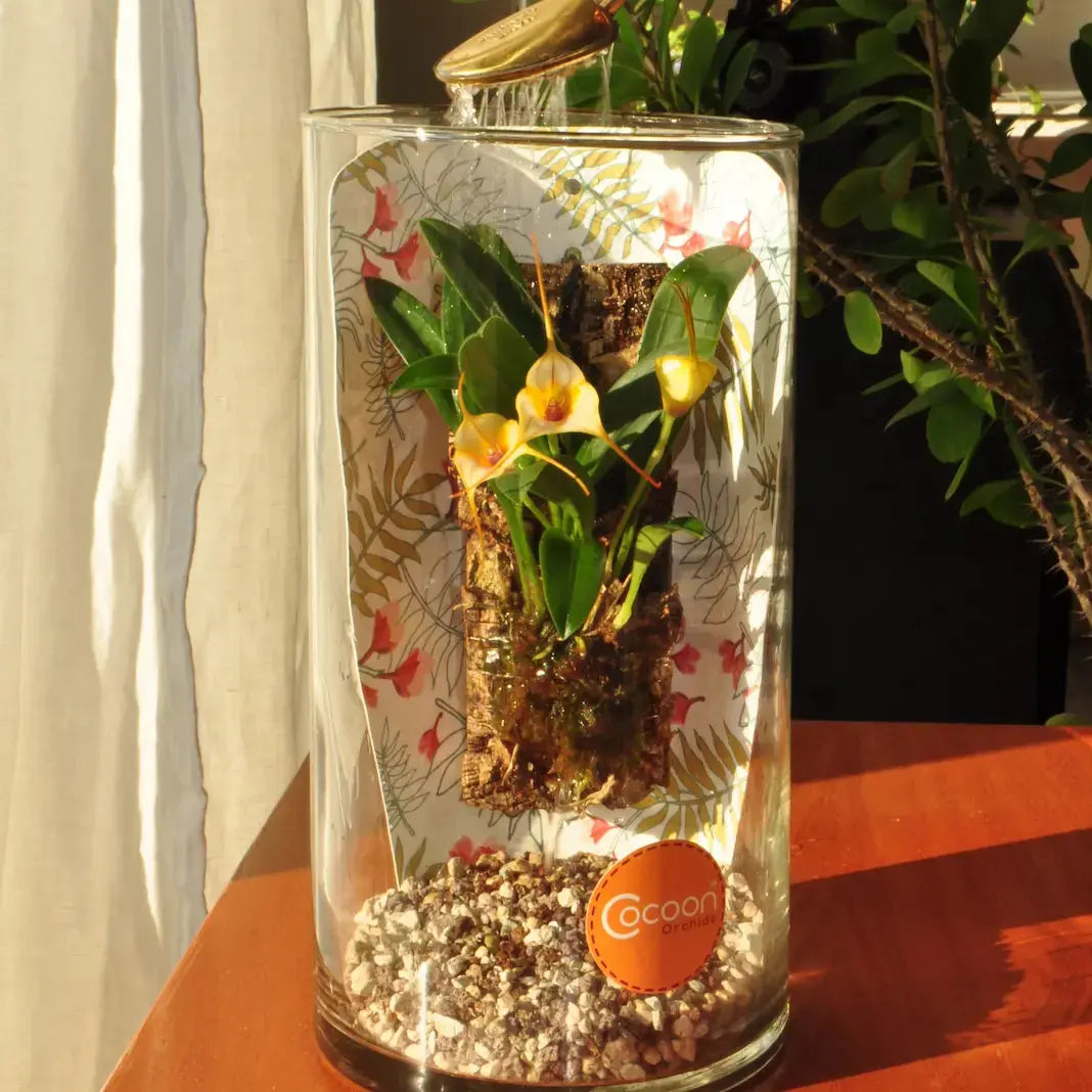 Pflegeleichte Cocoon Orchid im Glas mit integriertem Feuchtigkeits-System von Blattpost