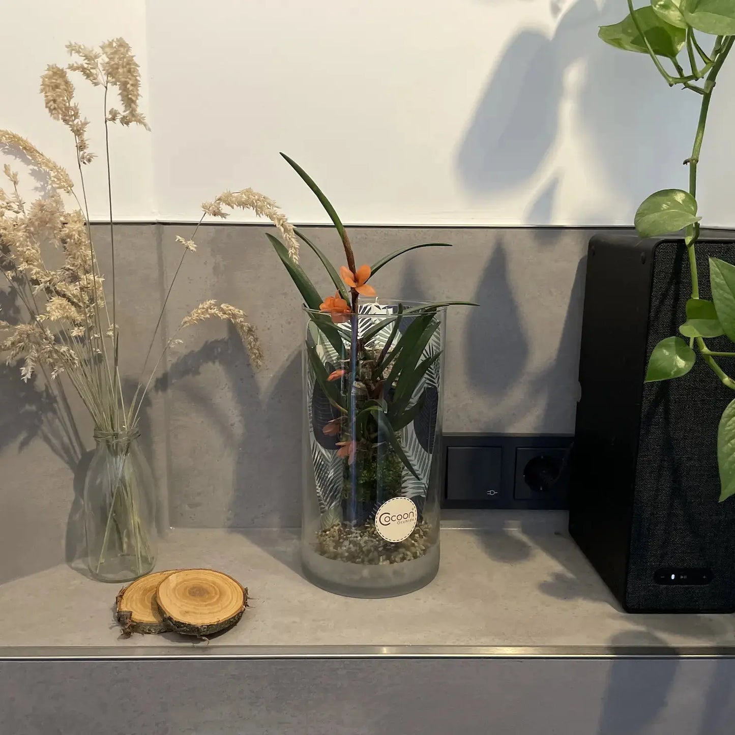 Cocoon Orchid der Saison – Orchidee im Glas von Blattpost – Überraschungspflanze