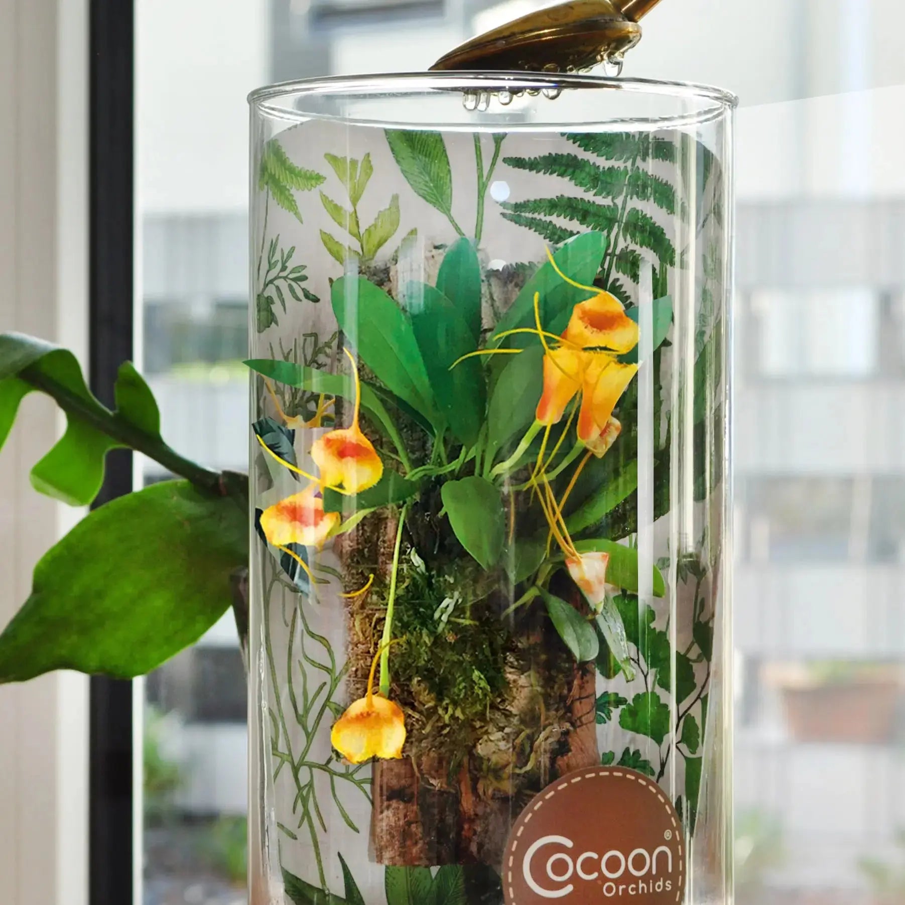 Pflegeleichte Cocoon Orchid der Saison im Glas mit einfacher Pflege von Blattpost
