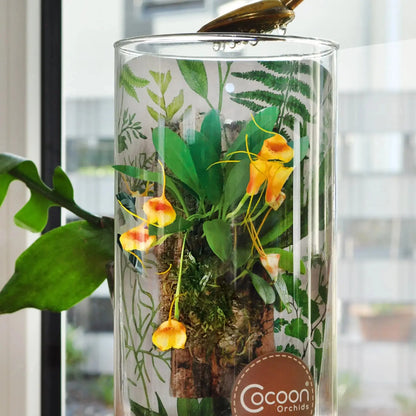 Pflegeleichte Cocoon Orchid der Saison im Glas mit einfacher Pflege von Blattpost