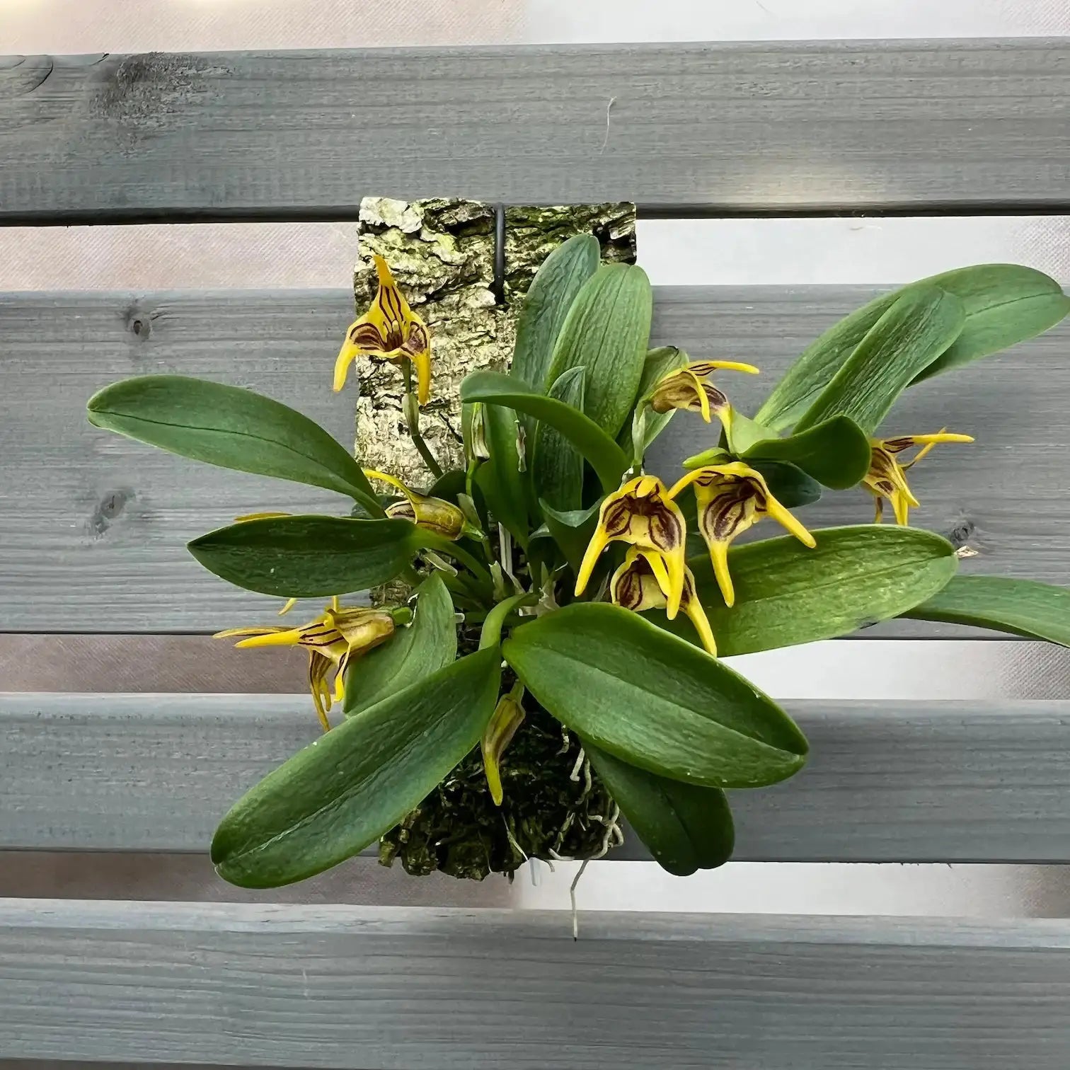 Cocoon Orchid ohne Glas – natürliche Orchidee ohne Substrat von Blattpost