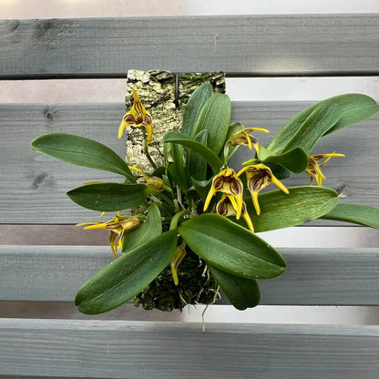 Cocoon Orchid ohne Glas – natürliche Orchidee ohne Substrat von Blattpost