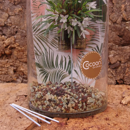 Cocoon Orchid Pflegesystem mit Aquastick – integrierte Bewässerung für Orchidee im Glas von Blattpost