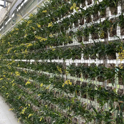 Produktion der Cocoon Orchid – Orchidee im Glas wird in der Gärtnerei produziert von Blattpost 