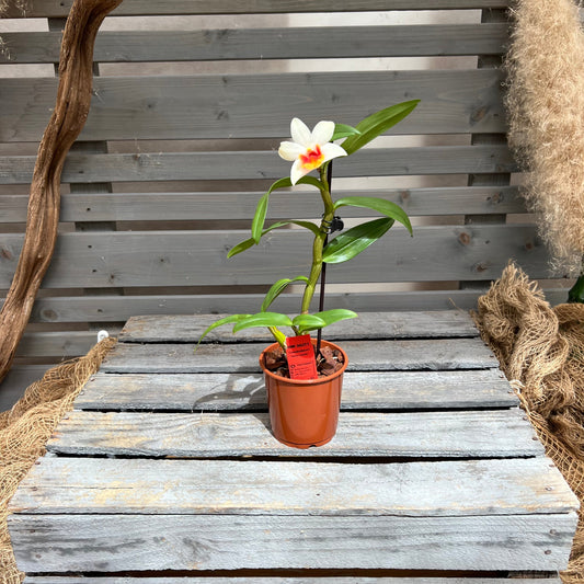 Dendrobium ´Jiaho Candy´ BLATTPOST