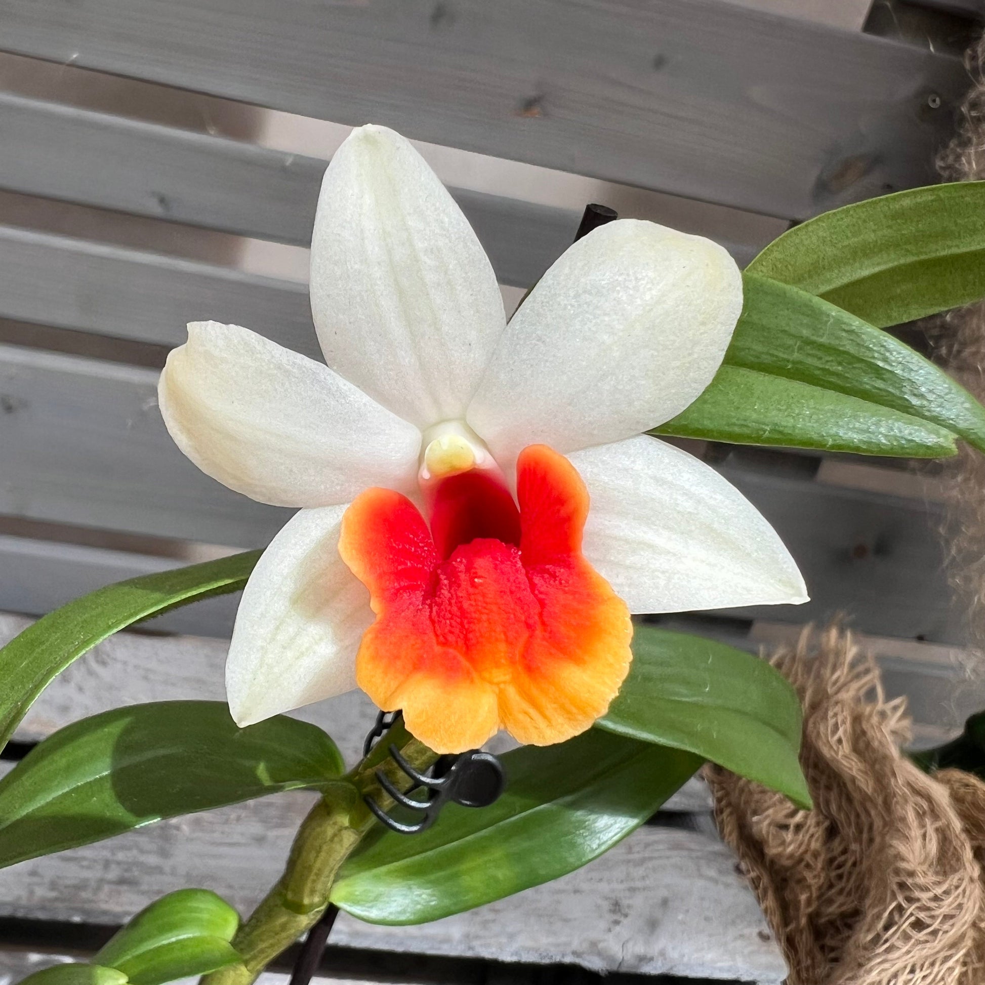 Dendrobium ´Jiaho Candy´ BLATTPOST