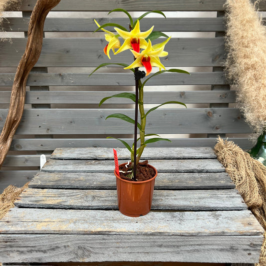 Dendrobium ´Jiaho Delight´ BLATTPOST