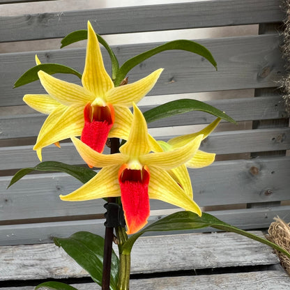 Dendrobium ´Jiaho Delight´ BLATTPOST