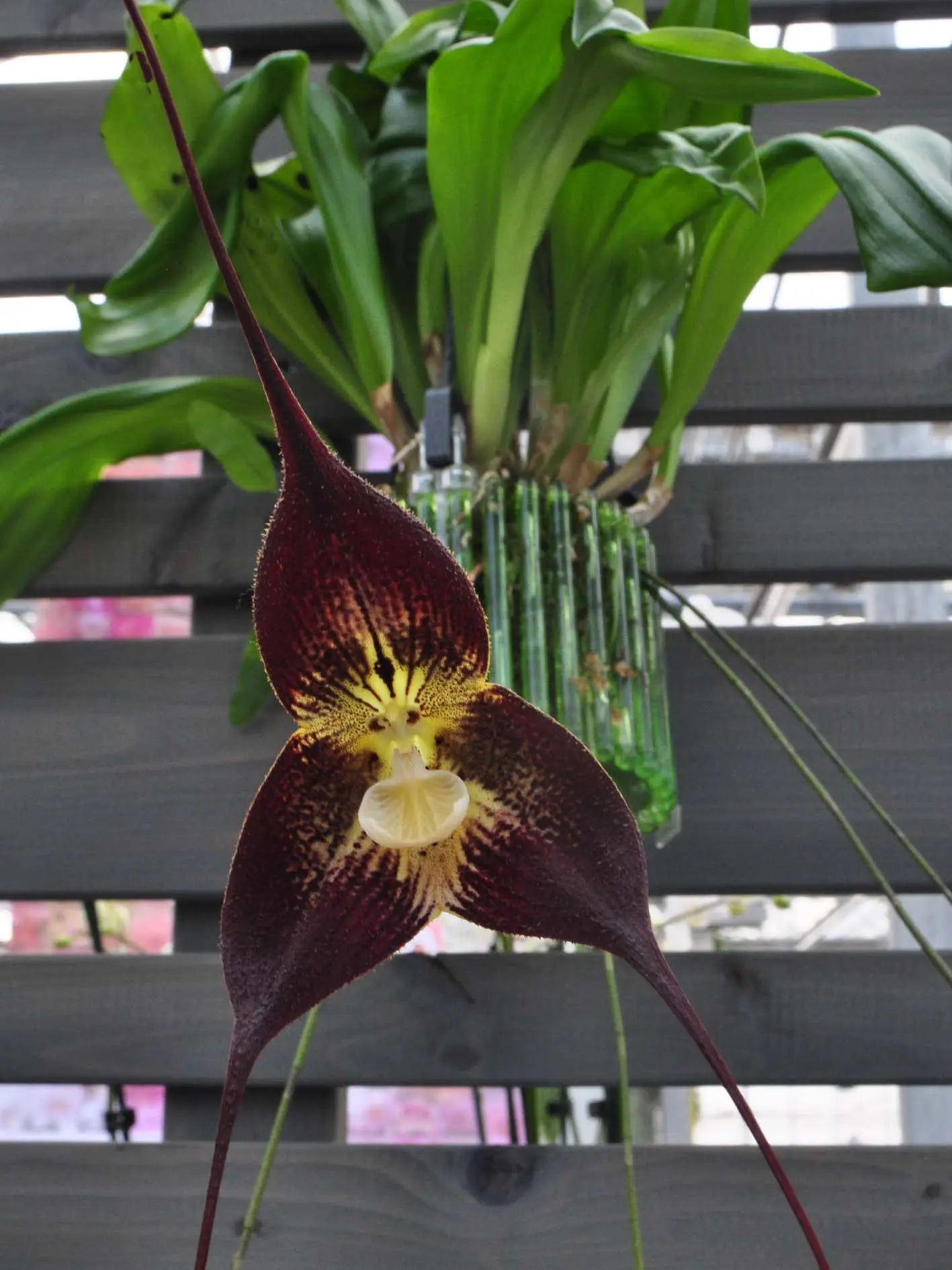 Dracula Orchidee „Der Saison“ – Exklusive Überraschung für Orchideenliebhaber