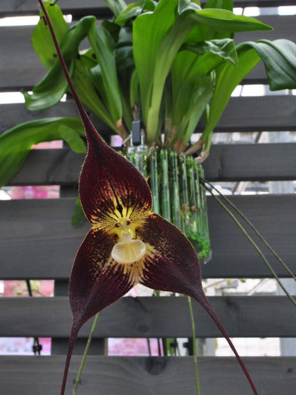 Dracula Orchidee „Der Saison“ – Exklusive Überraschung für Orchideenliebhaber