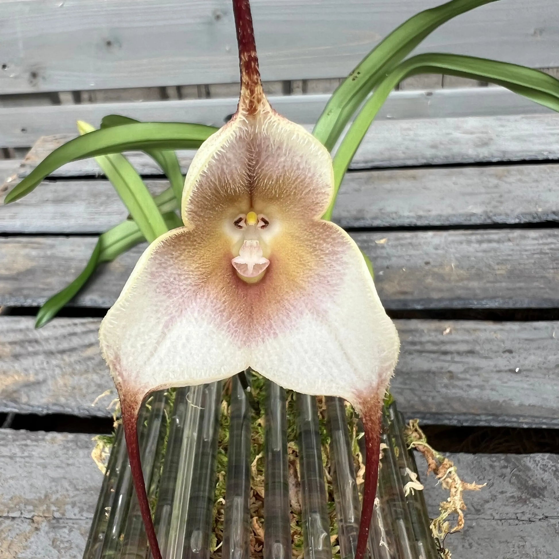 Dracula amaliae BLATTPOST
