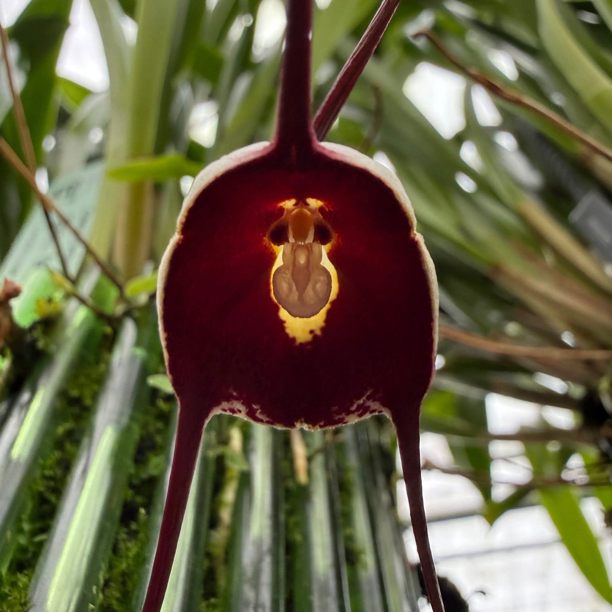 Dracula benedictii Orchideen-Blüte in Nahaufnahme – exotische seltene Orchidee von Blattpost