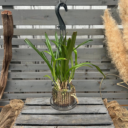 Dracula benedictii Affengesicht-Orchidee im Ampeltopf mit auffälliger Blüte von Blattpost