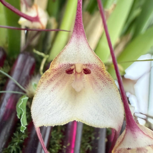 Dracula felix Orchideen-Blüte in Nahaufnahme – exotische seltene Orchidee von Blattpost
