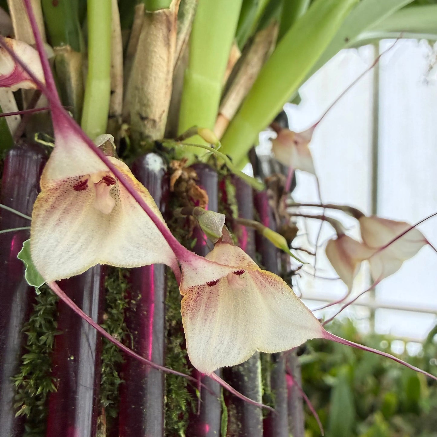 Dracula felix Orchideen-Blüten und Pflanzen in Nahaufnahme – Affengesicht-Orchidee im Ampeltopf von Blattpost