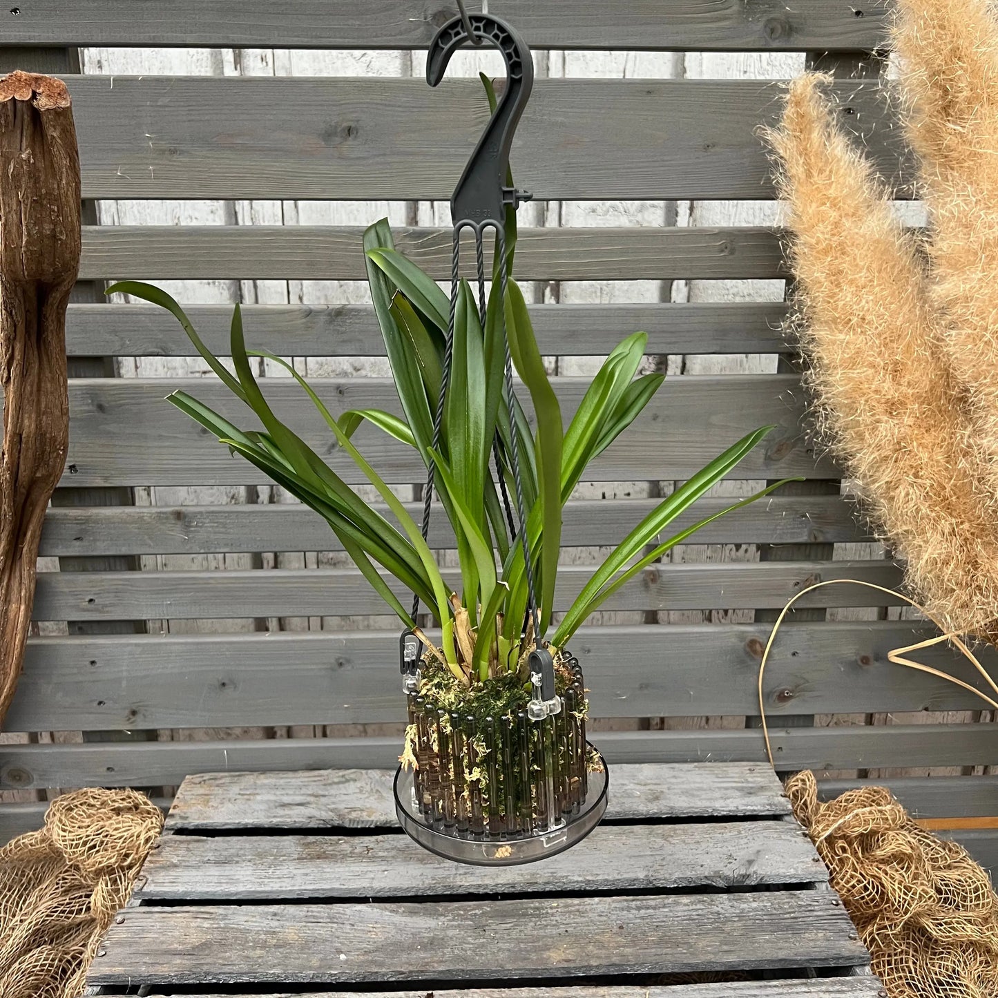 Dracula felix Affengesicht-Orchidee im Ampeltopf mit auffälliger Blüte von Blattpost