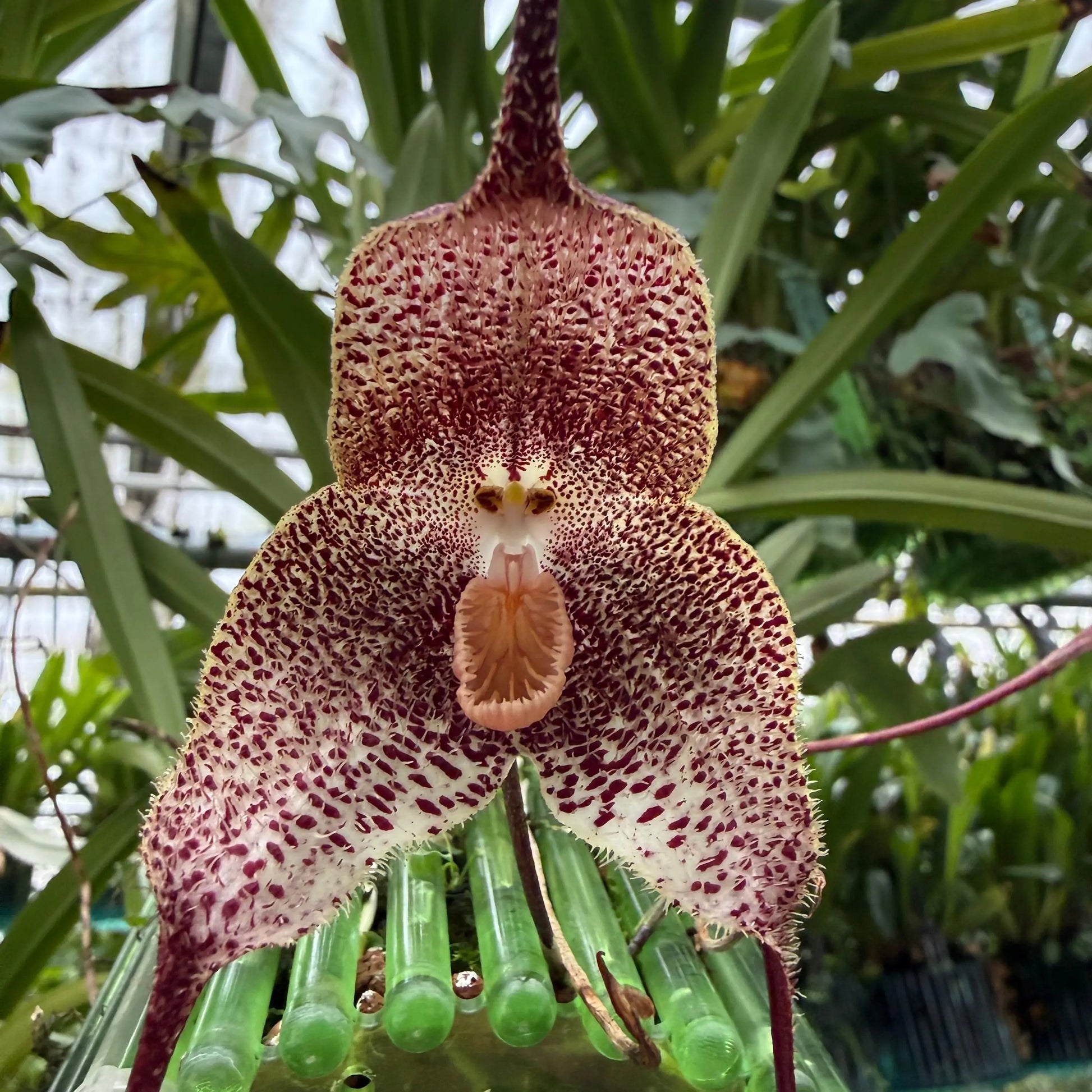 Dracula hisuta t. Peru Orchideen-Blüte in Nahaufnahme – exotische seltene Orchidee von Blattpost