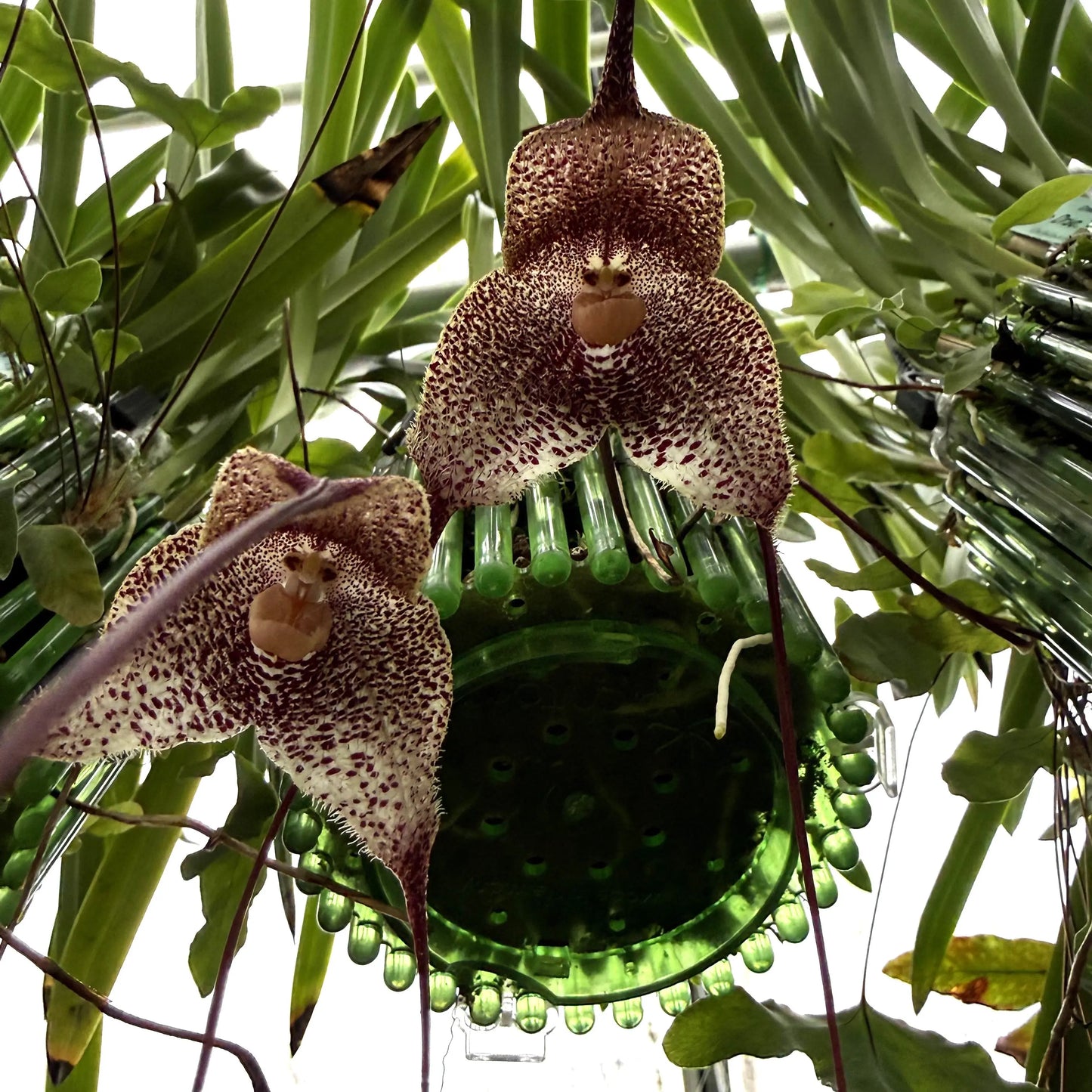 Dracula hirsuta T. Peru Orchideen-Blüten und Pflanzen in Nahaufnahme – Affengesicht-Orchidee im Ampeltopf von Blattpost