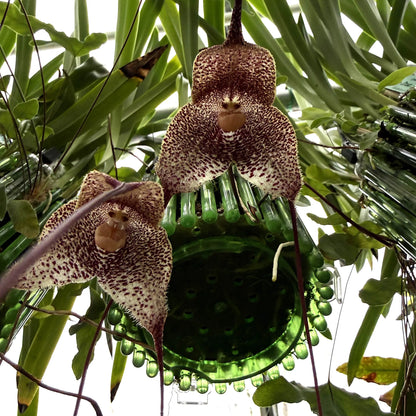 Dracula hirsuta T. Peru Orchideen-Blüten und Pflanzen in Nahaufnahme – Affengesicht-Orchidee im Ampeltopf von Blattpost