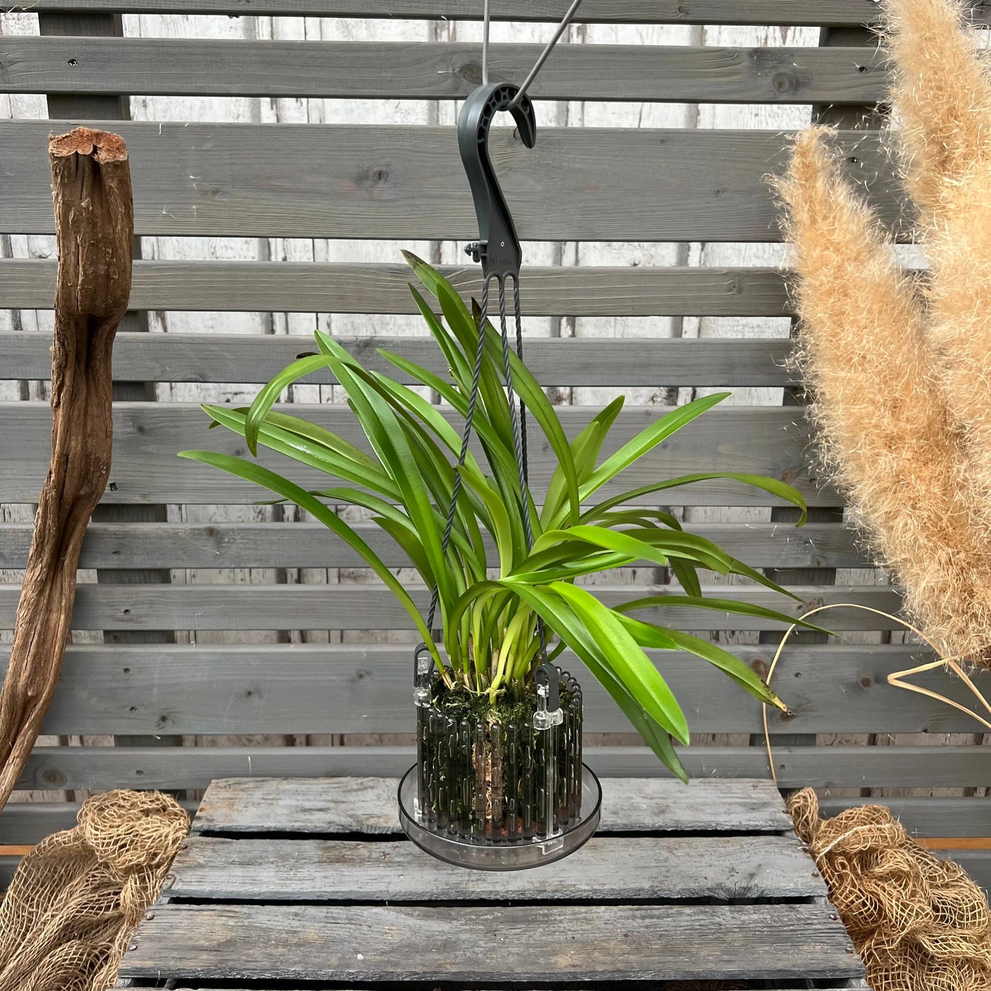 Dracula hirsuta T. Peru Affengesicht-Orchidee im Ampeltopf mit auffälliger Blüte von Blattpost