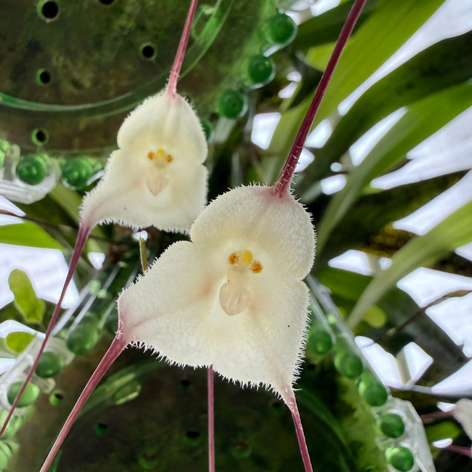 Dracula olmosii Orchideen-Blüte in Nahaufnahme – exotische seltene Orchidee von Blattpost
