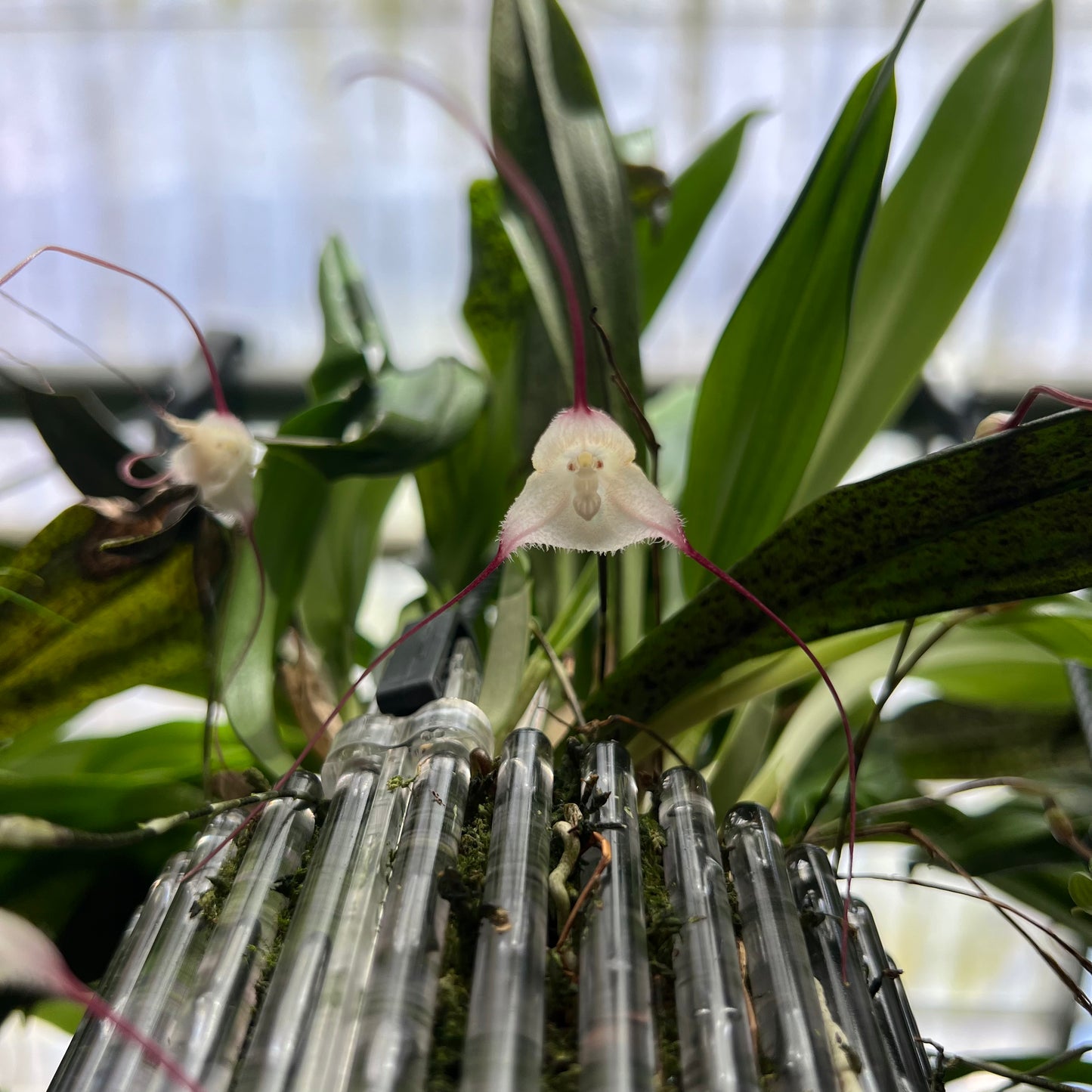 Dracula olmosii Orchideen-Blüten und Pflanzen in Nahaufnahme – Affengesicht-Orchidee im Ampeltopf von Blattpost