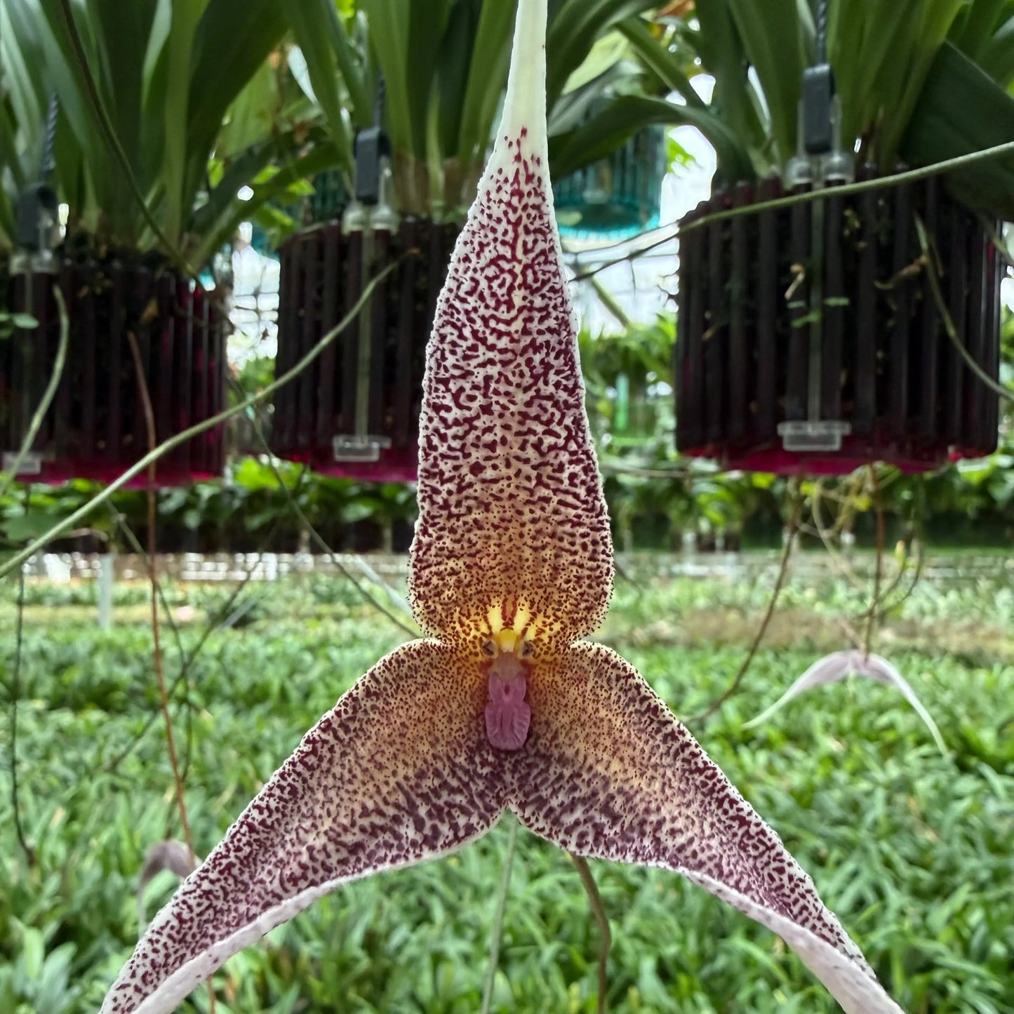 Dracula platycrater Orchideen-Blüte in Nahaufnahme – exotische seltene Orchidee von Blattpost