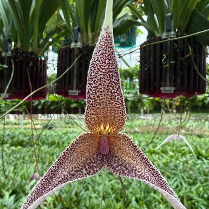 Dracula platycrater Orchideen-Blüte in Nahaufnahme – exotische seltene Orchidee von Blattpost