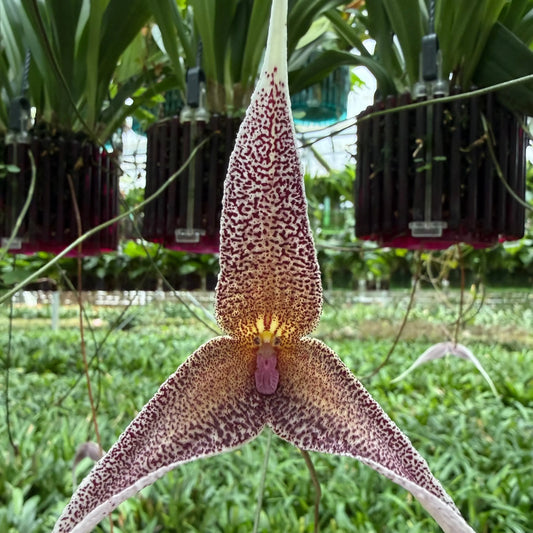 Dracula platycrater Orchideen-Blüte in Nahaufnahme – exotische seltene Orchidee von Blattpost
