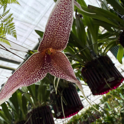 Dracula platycrater Orchideen-Blüten und Pflanzen in Nahaufnahme – Affengesicht-Orchidee im Ampeltopf von Blattpost