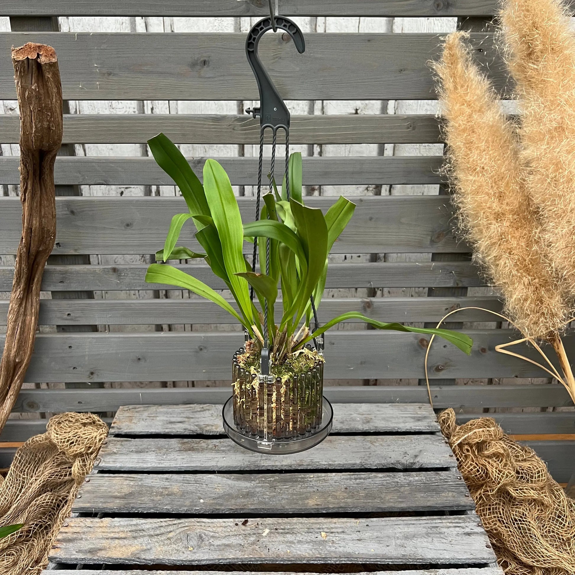 Dracula platycrater Affengesicht-Orchidee im Ampeltopf mit auffälliger Blüte von Blattpost