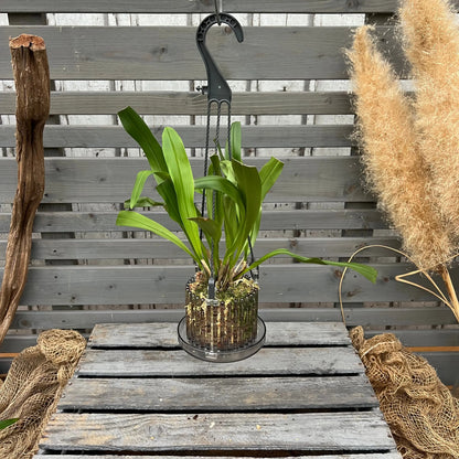 Dracula platycrater Affengesicht-Orchidee im Ampeltopf mit auffälliger Blüte von Blattpost