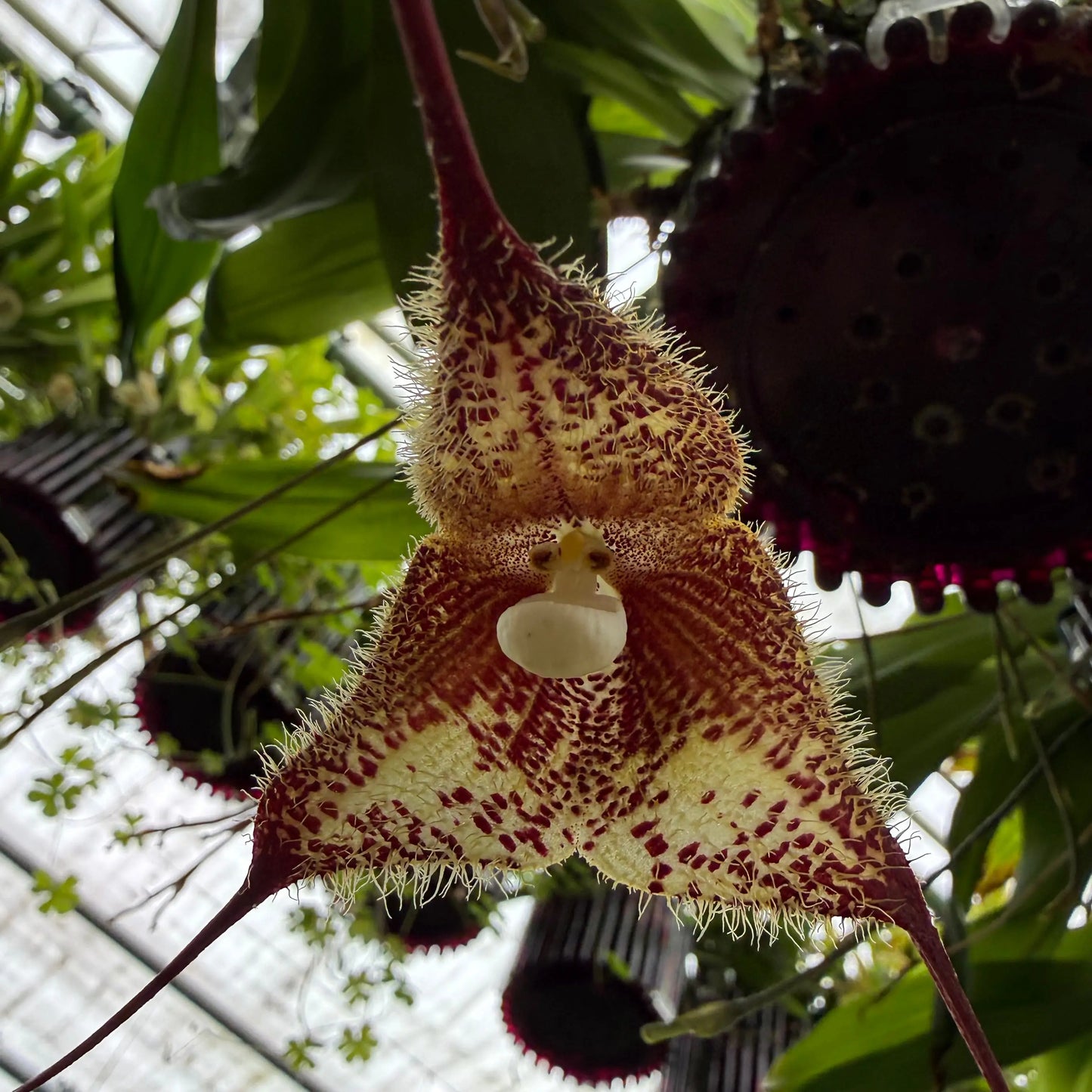 Dracula pubescens Orchideen-Blüte in Nahaufnahme – exotische seltene Orchidee von Blattpost