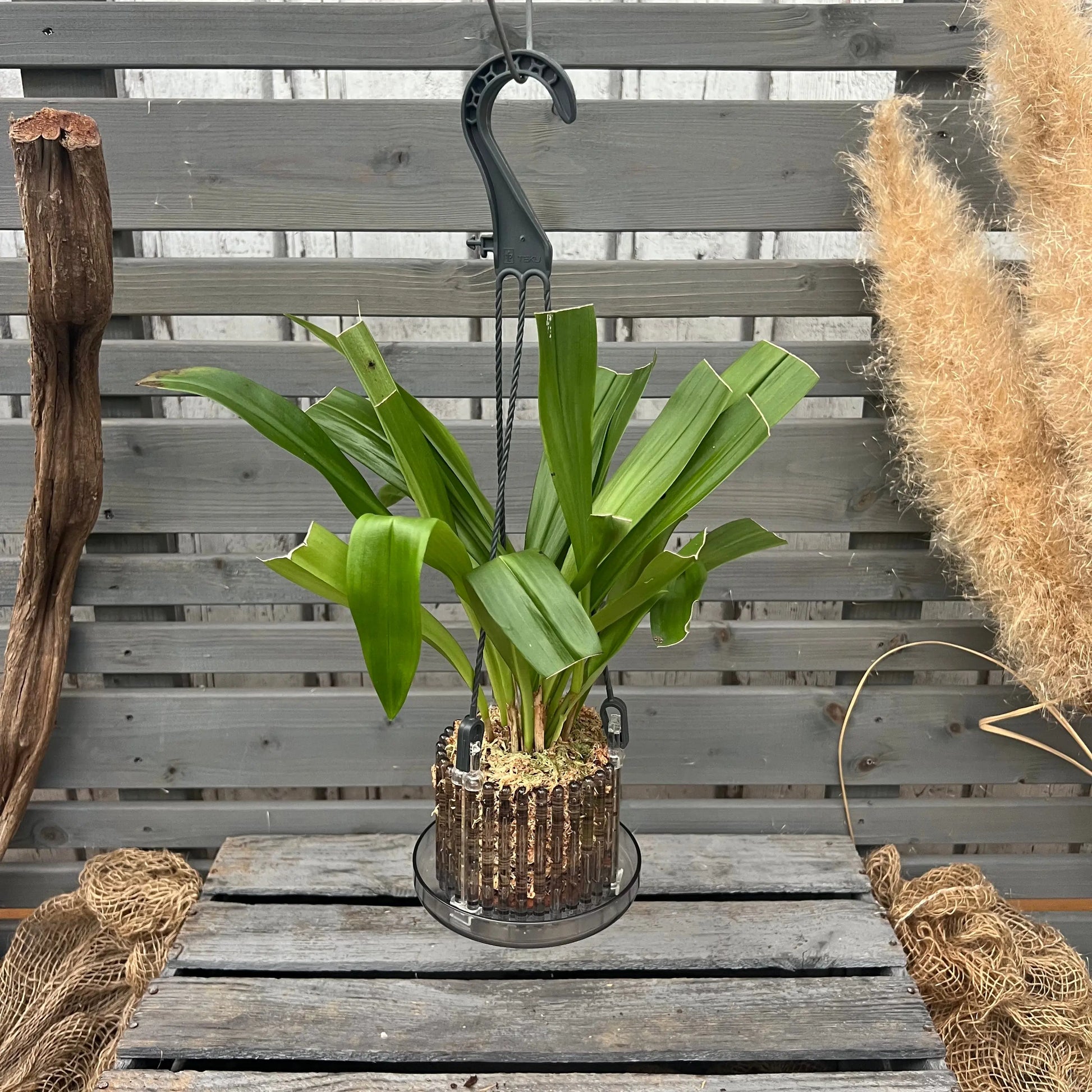 Dracula pubescens Affengesicht-Orchidee im Ampeltopf mit auffälliger Blüte von Blattpost