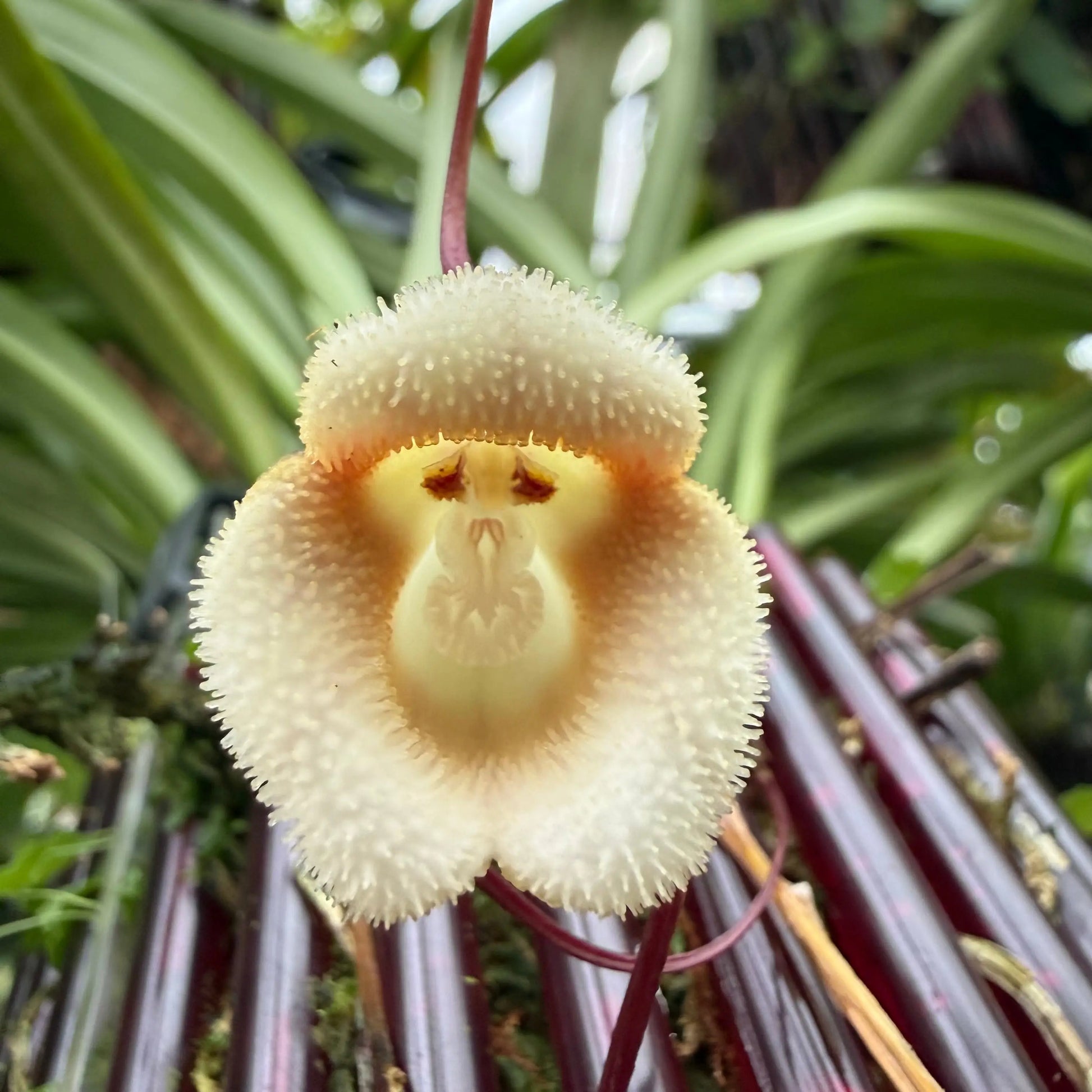 Dracula saulii Orchideen-Blüte in Nahaufnahme – exotische seltene Orchidee von Blattpost