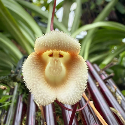 Dracula saulii Orchideen-Blüte in Nahaufnahme – exotische seltene Orchidee von Blattpost