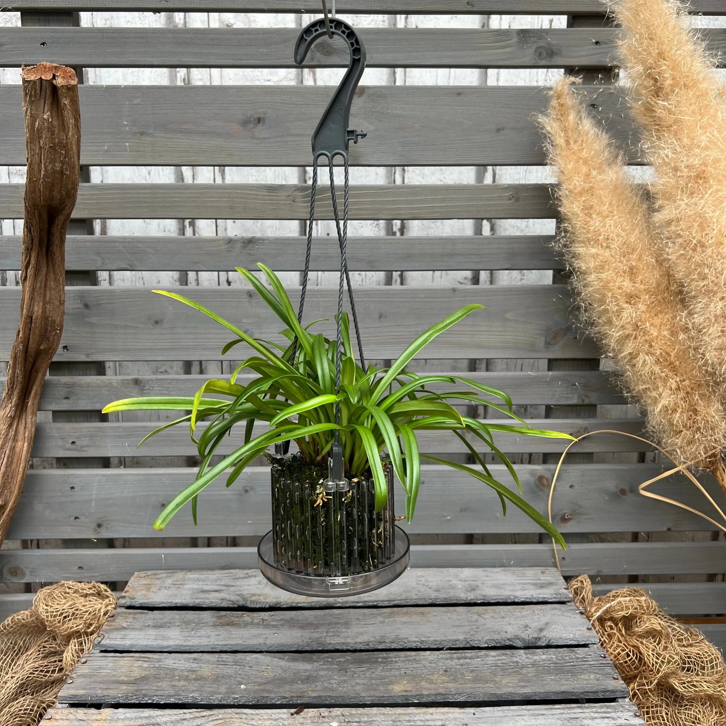 Dracula saulii Affengesicht-Orchidee im Ampeltopf mit auffälliger Blüte von Blattpost