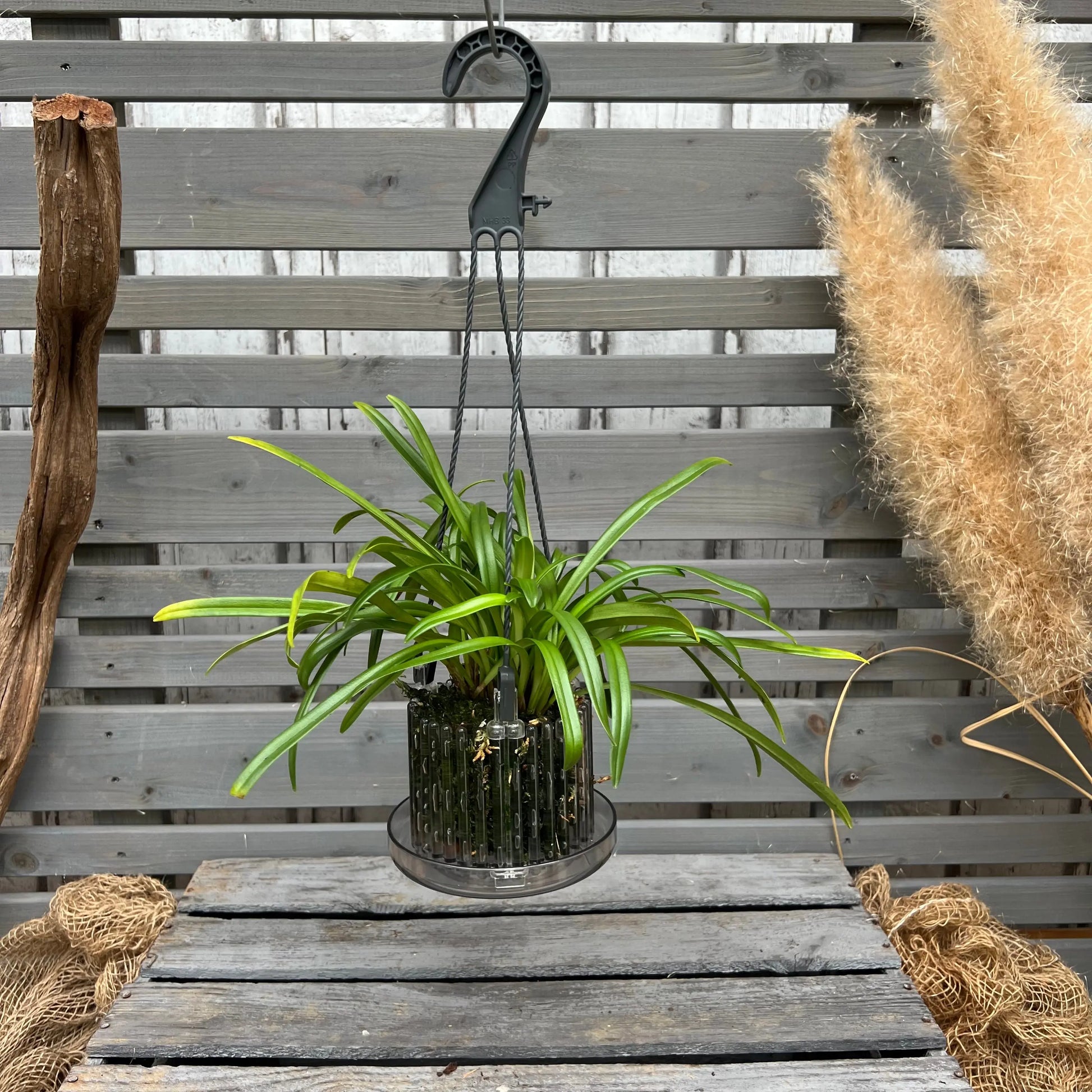 Dracula saulii Affengesicht-Orchidee im Ampeltopf mit auffälliger Blüte von Blattpost