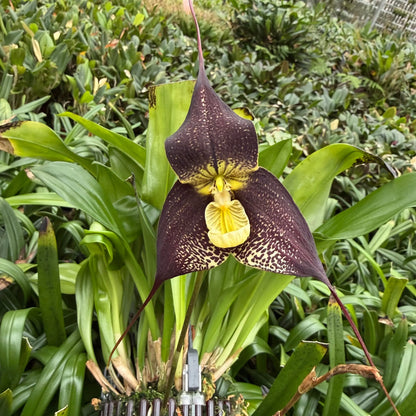Dracula ubangina Orchideen-Blüte in Nahaufnahme – exotische seltene Orchidee von Blattpost