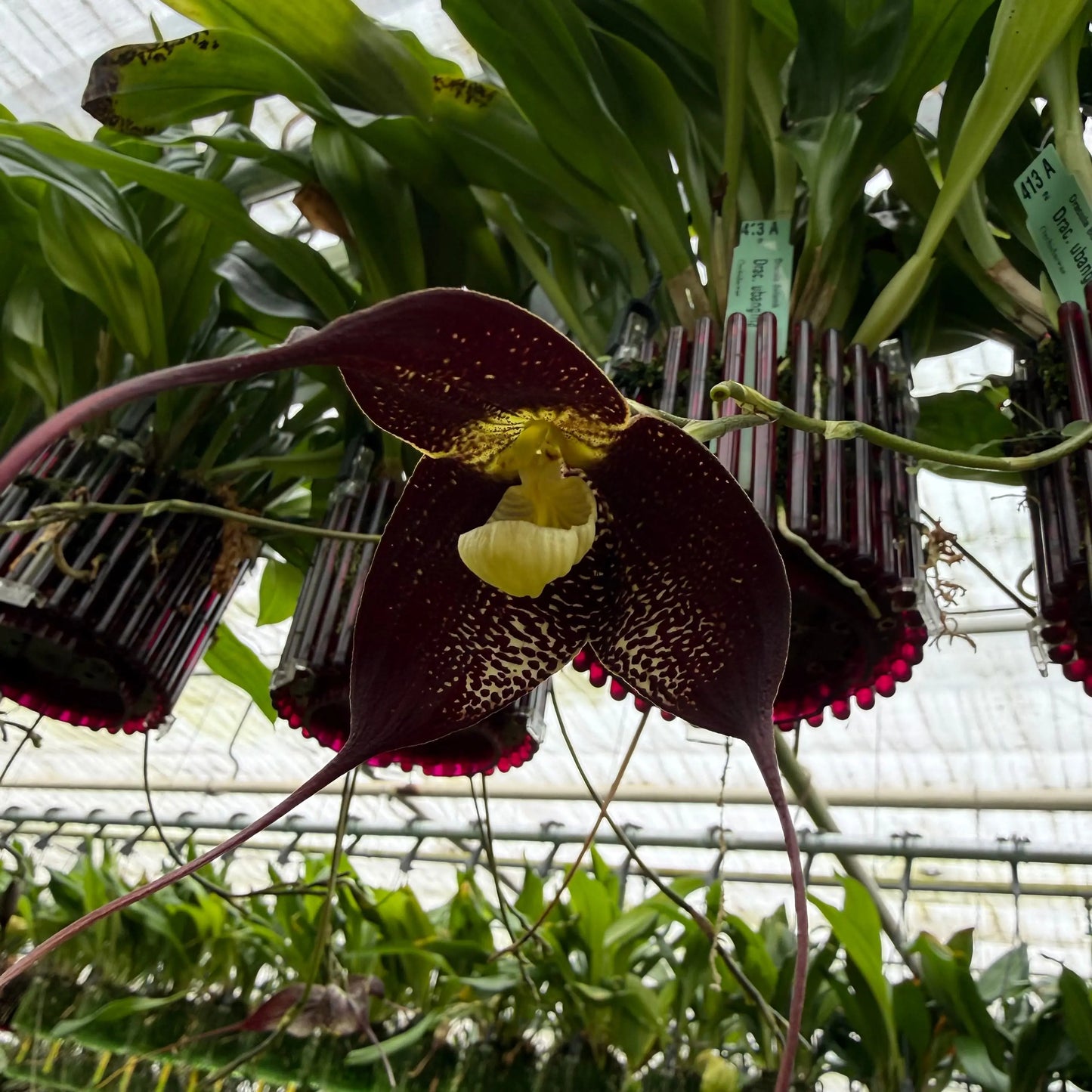 Dracula ubangina Orchideen-Blüten und Pflanzen in Nahaufnahme – Affengesicht-Orchidee im Ampeltopf von Blattpost