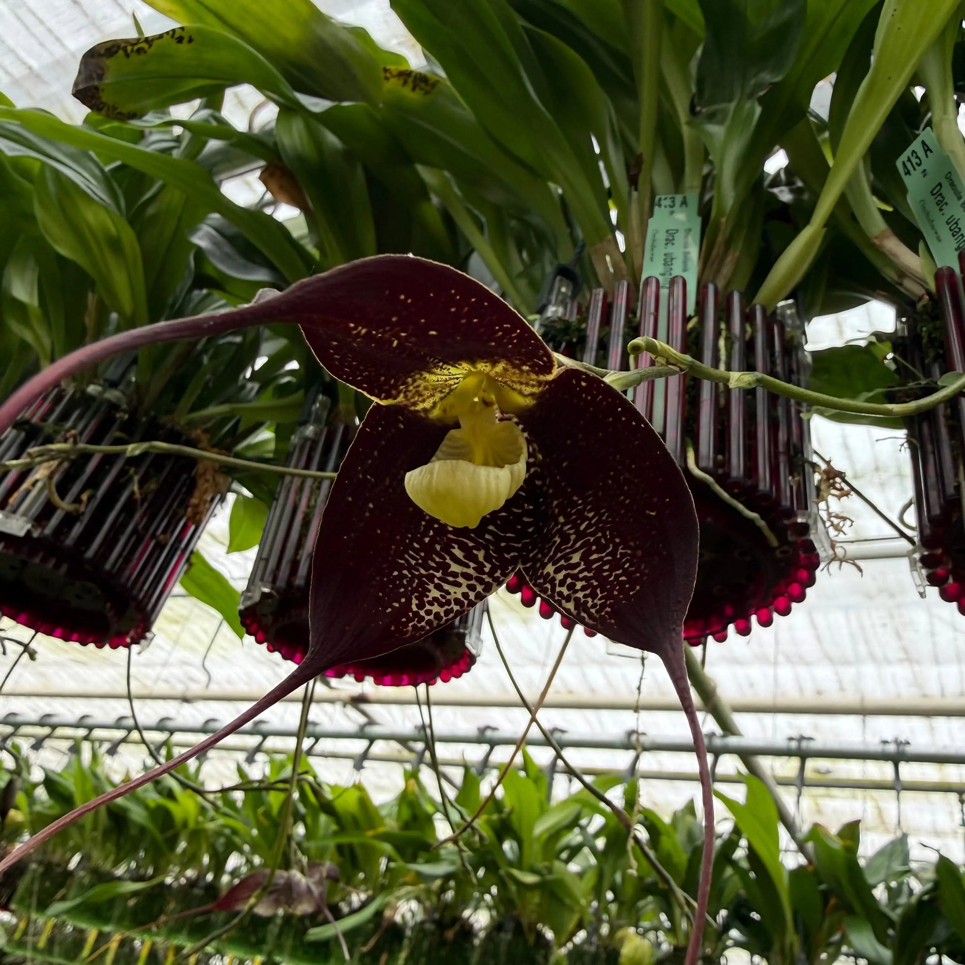 Dracula ubangina Orchideen-Blüten und Pflanzen in Nahaufnahme – Affengesicht-Orchidee im Ampeltopf von Blattpost