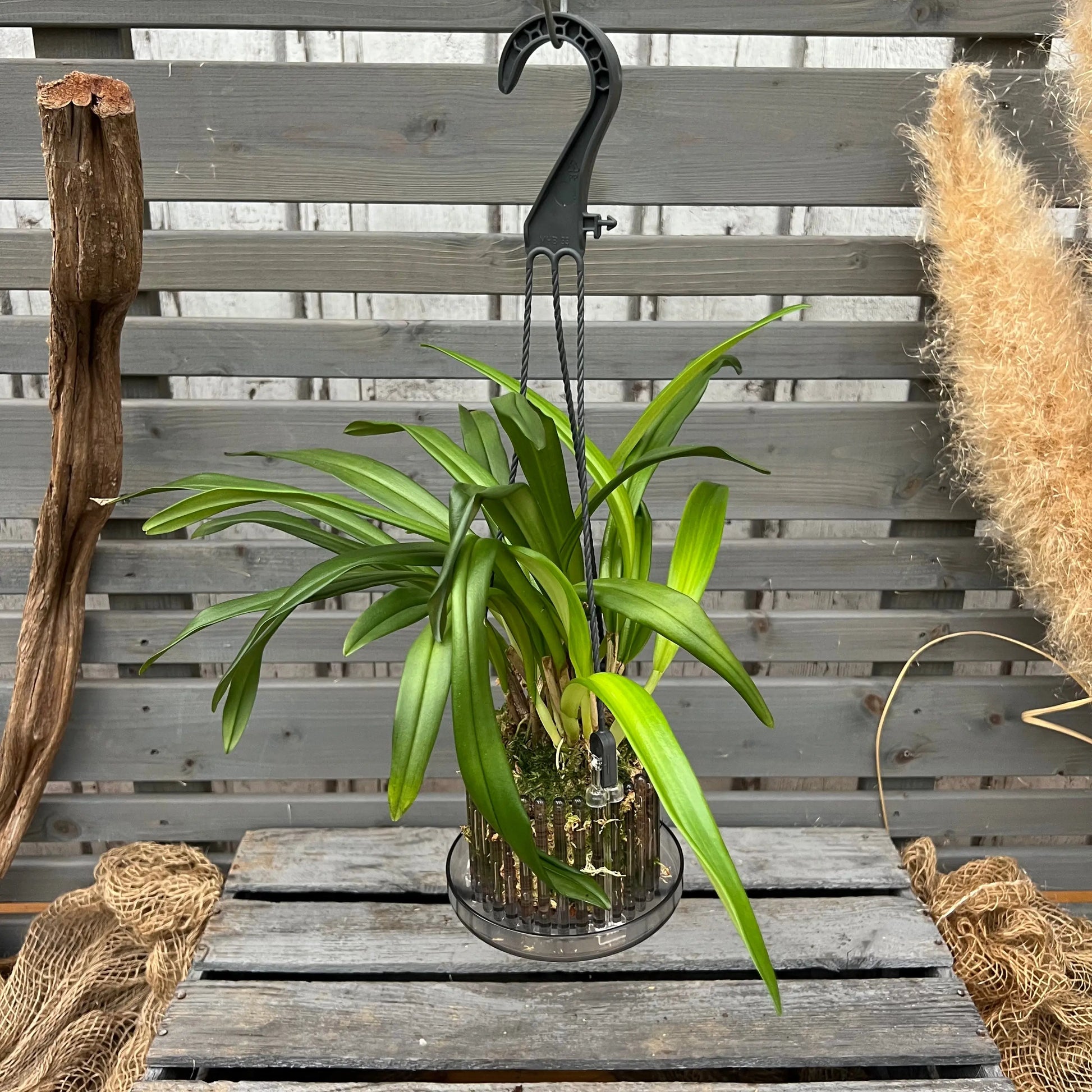 dracula plant indoor Affengesicht Orchidee: Dracula vlad-tepes