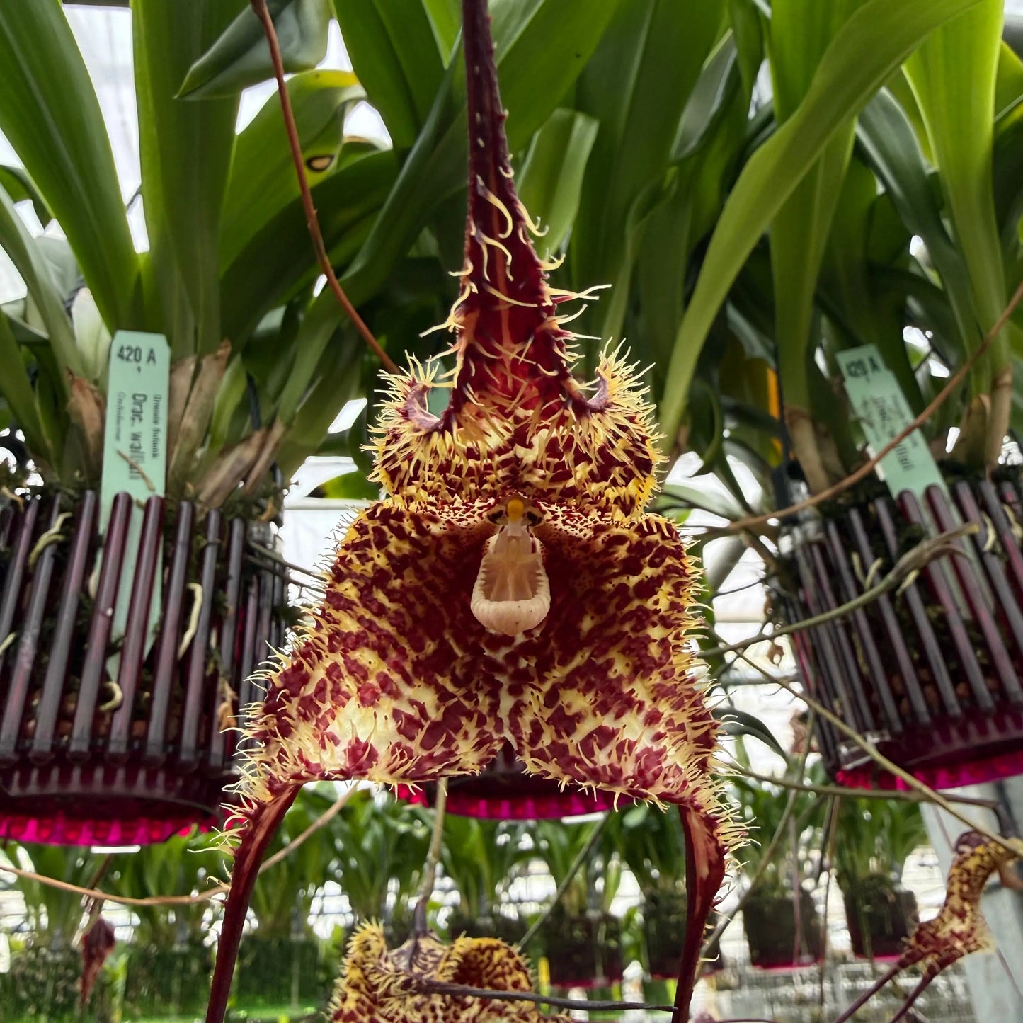 Dracula wallisii Orchideen-Blüte in Nahaufnahme – Affengesicht-Orchidee im Ampeltopf von Blattpost