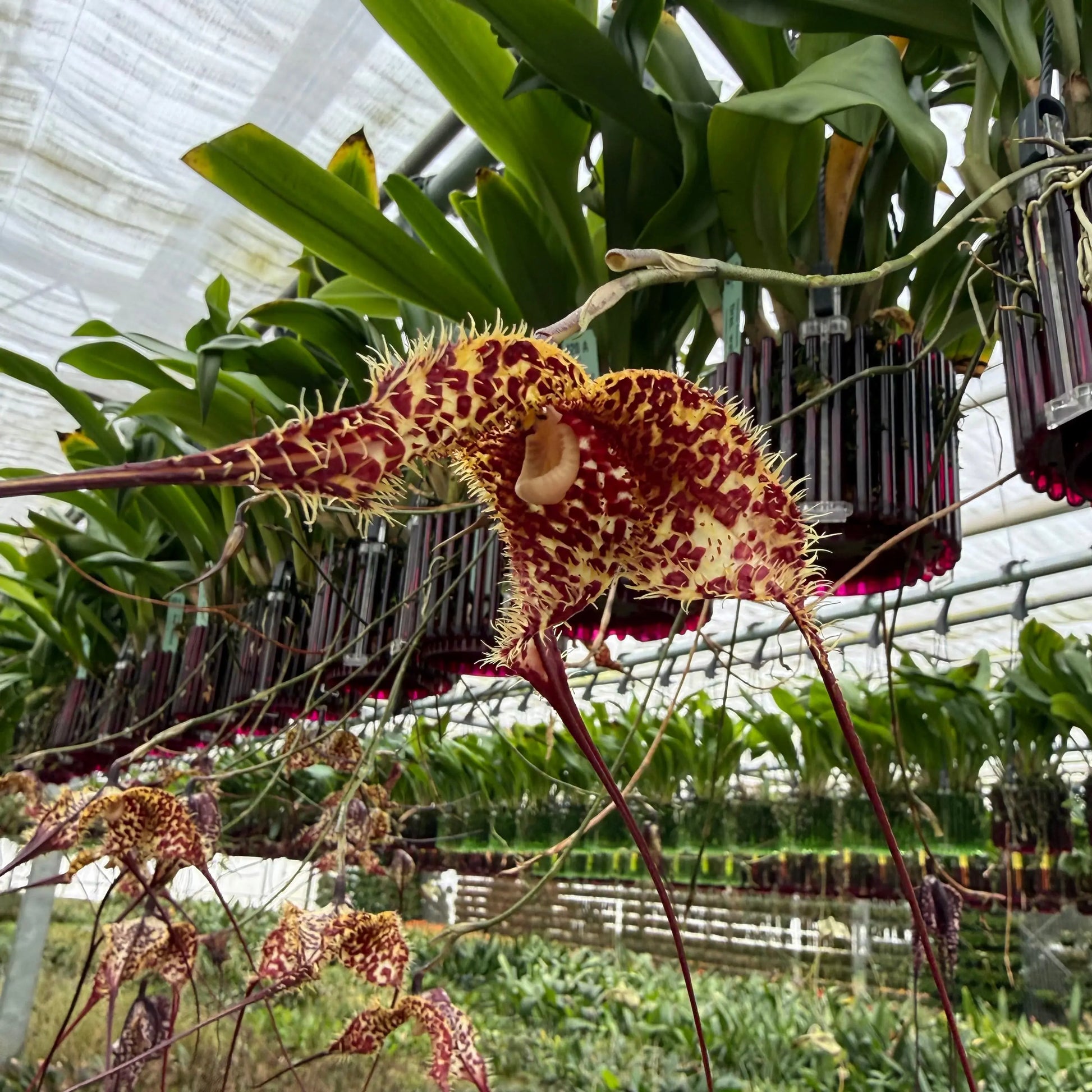 Dracula wallisii Orchideen-Blüten und Pflanzen in Nahaufnahme – exotische seltene Orchidee von Blattpost